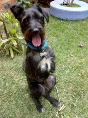 Cachorro raça SRD  idade 2 anos nome Apolo