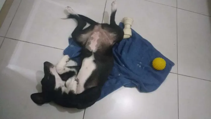 Cachorro raça ND idade 2 a 6 meses nome Luna