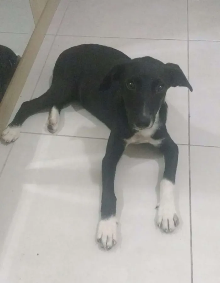 Cachorro raça ND idade 2 a 6 meses nome Luna