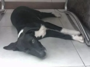 Cachorro raça ND idade 2 a 6 meses nome Luna