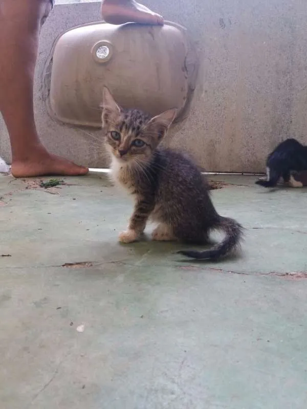 Gato raça vira lata  idade 2 a 6 meses nome varios