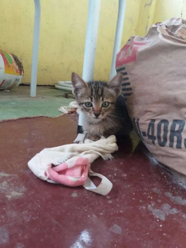 Gato raça vira lata  idade 2 a 6 meses nome varios