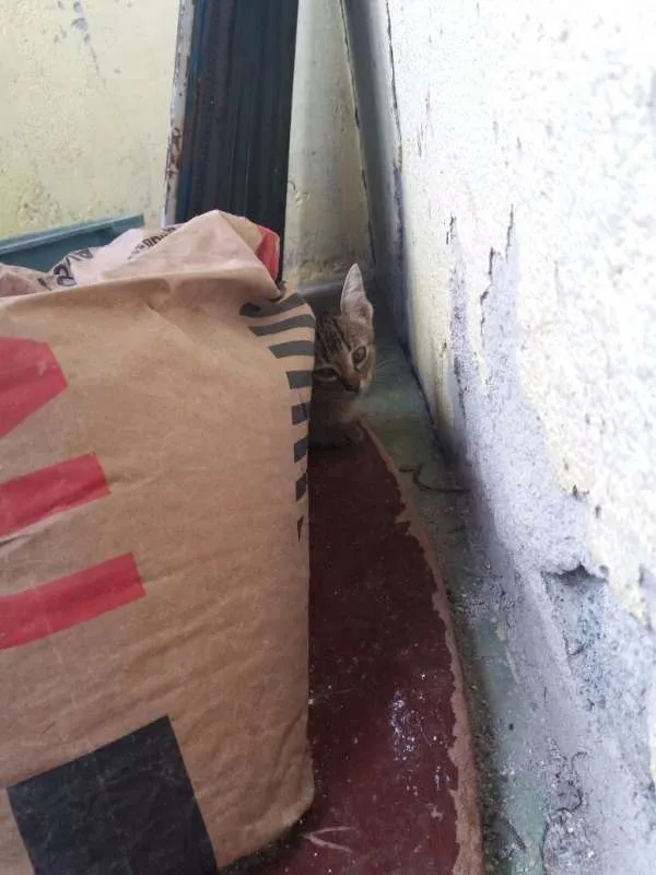Gato raça vira lata  idade 2 a 6 meses nome varios