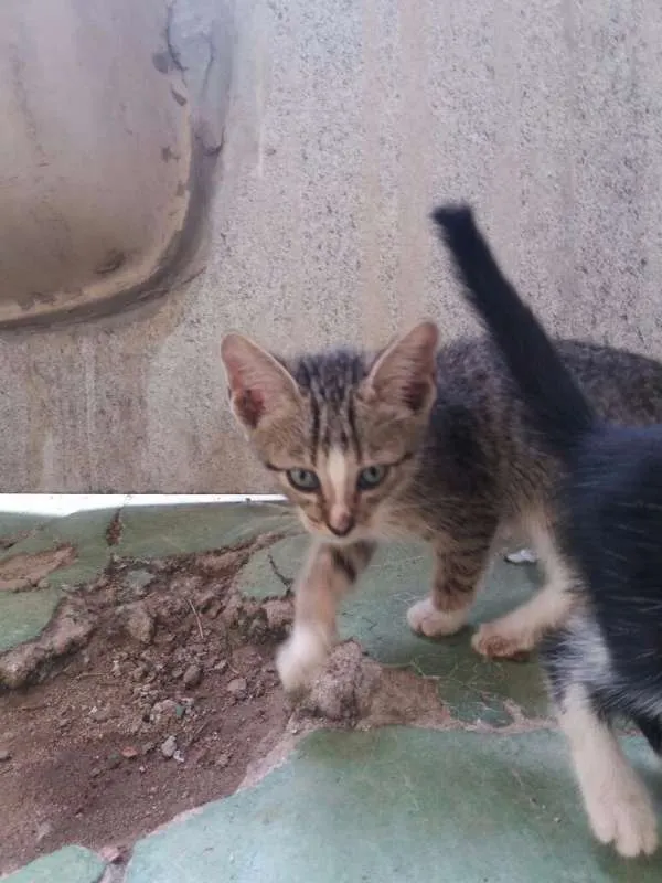 Gato raça vira lata  idade 2 a 6 meses nome varios