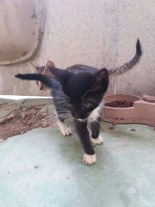 Gato raça vira lata  idade 2 a 6 meses nome varios