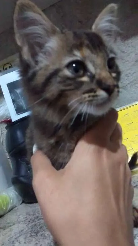 Gato ra a SRD idade Abaixo de 2 meses nome Sem nome