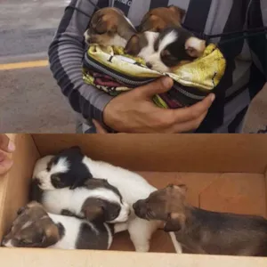Cachorro raça Sem raça  idade 2 a 6 meses nome Sem nome