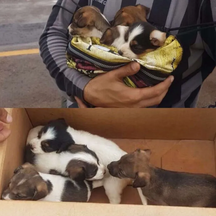 Cachorro ra a Sem raça  idade 2 a 6 meses nome Sem nome