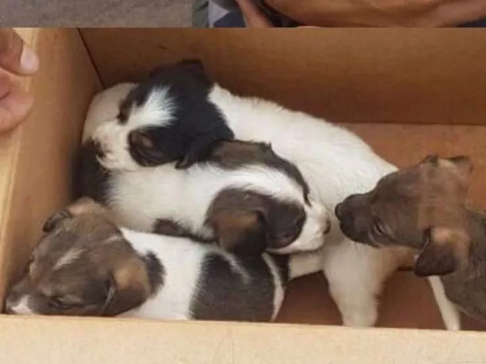 Cachorro ra a Sem raça  idade 2 a 6 meses nome Sem nome