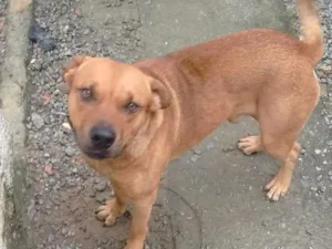 Cachorro raça Mistura de fila com rottweiler idade 1 ano nome Max