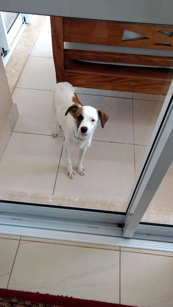 Cachorro ra a Vira lata idade 2 a 6 meses nome Bento