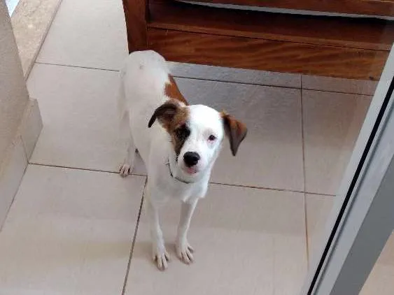 Cachorro ra a Vira lata idade 2 a 6 meses nome Bento