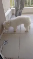 Toy