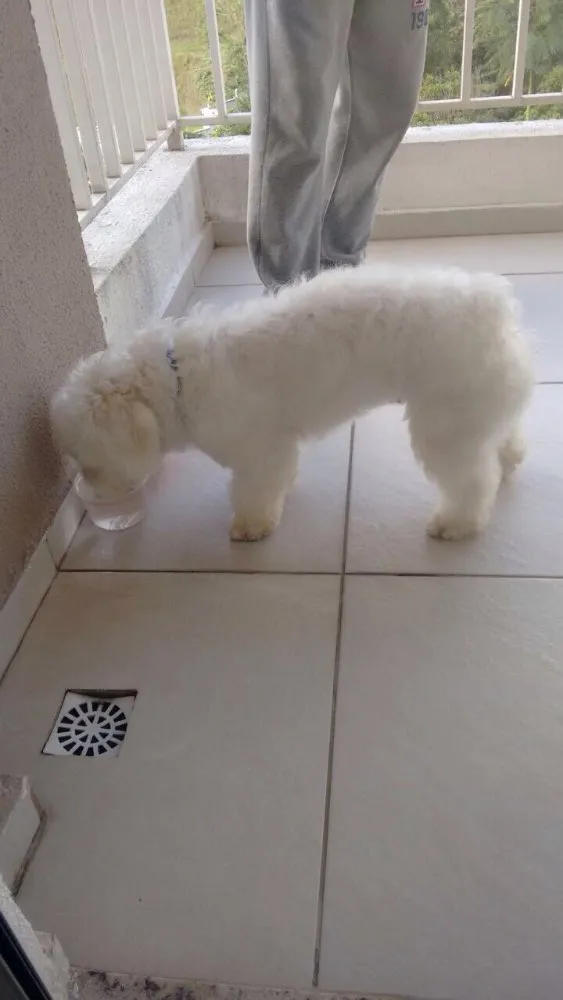 Cachorro ra a Poddle idade 7 a 11 meses nome Toy