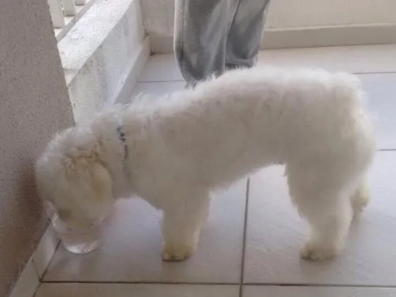 Cachorro ra a Poddle idade 7 a 11 meses nome Toy