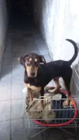 Choquito