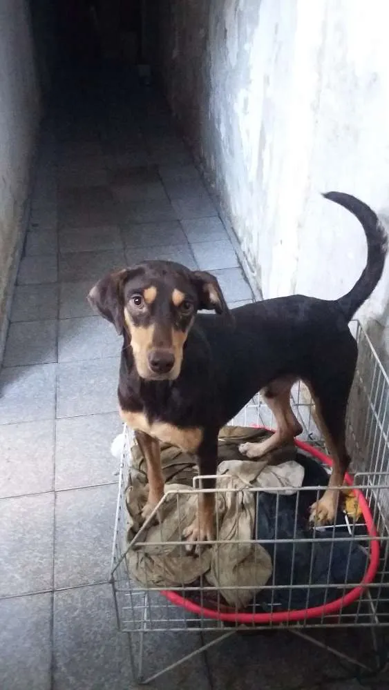 Cachorro ra a Xxx idade  nome Choquito