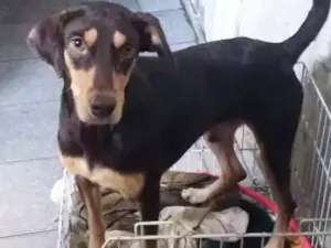 Cachorro raça Xxx idade  nome Choquito