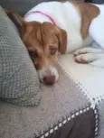 Mel