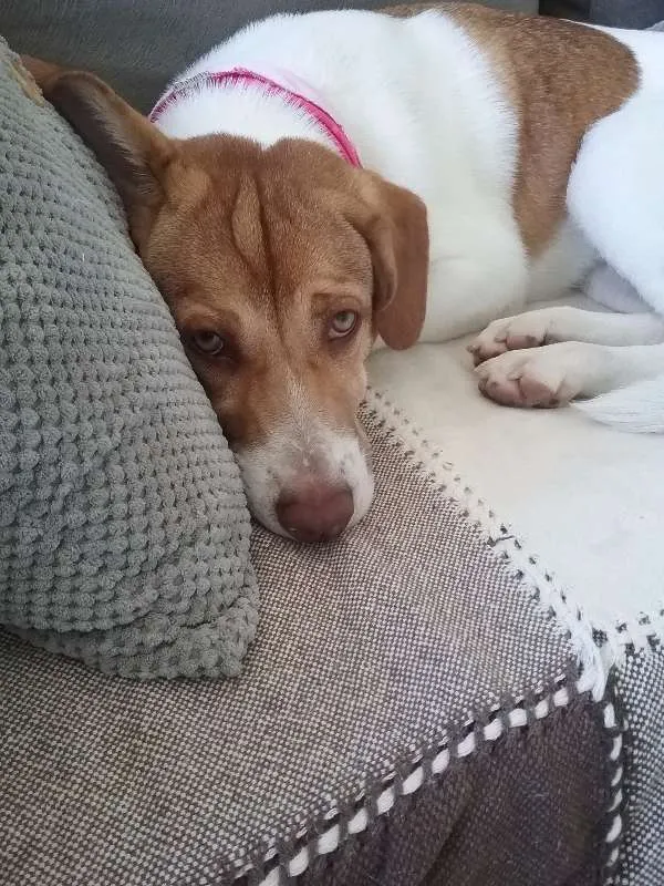 Cachorro ra a Indefinida idade 7 a 11 meses nome Mel