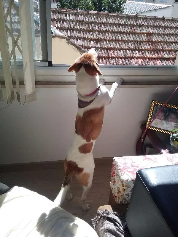 Cachorro ra a Indefinida idade 7 a 11 meses nome Mel