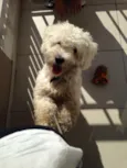 Toy