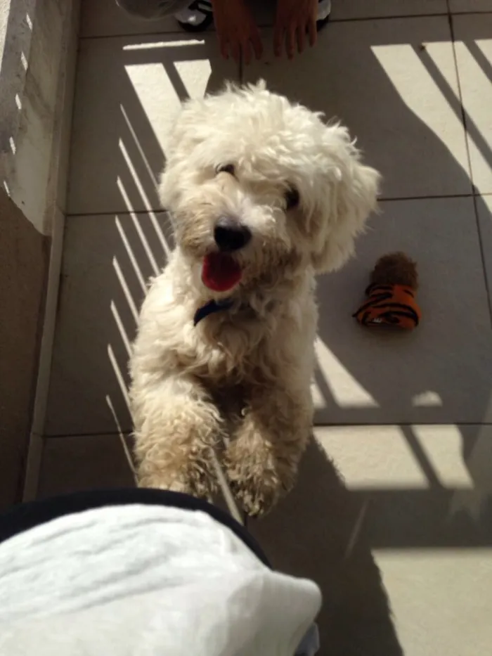 Cachorro ra a Poddle idade 7 a 11 meses nome Toy