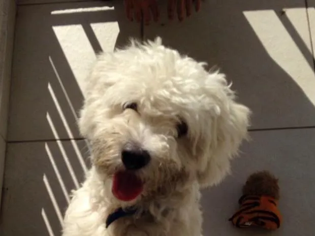 Cachorro ra a Poddle idade 7 a 11 meses nome Toy