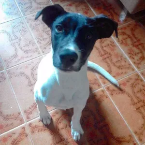 Cachorro raça Jack Russel idade 7 a 11 meses nome Maya