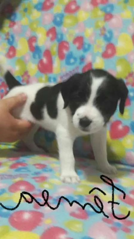 Cachorro ra a SDR idade Abaixo de 2 meses nome Menina1