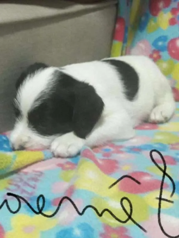 Cachorro ra a SDR idade Abaixo de 2 meses nome MENINA Nº2