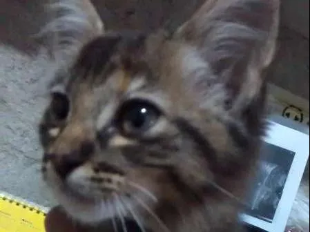 Gato ra a SRD idade Abaixo de 2 meses nome Sem nome