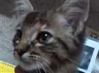 Gato raça SRD idade Abaixo de 2 meses nome Sem nome