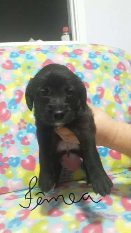 Cachorro ra a SDR idade Abaixo de 2 meses nome MENINA Nº3