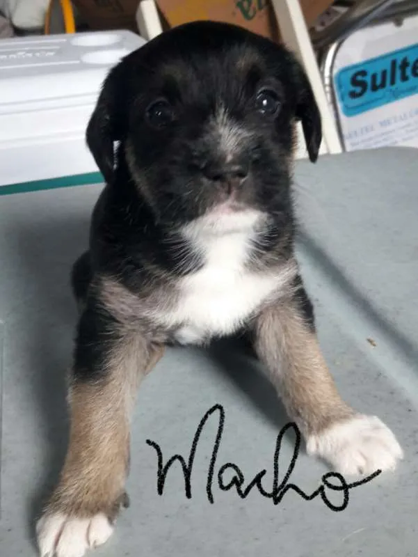 Cachorro ra a SDR idade Abaixo de 2 meses nome MENINO Nº 1