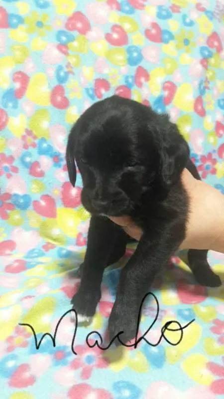 Cachorro ra a SDR idade Abaixo de 2 meses nome MENINO Nº2