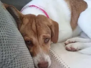 Cachorro raça Indefinida idade 7 a 11 meses nome Mel