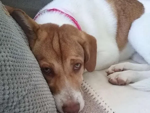 Cachorro ra a Indefinida idade 7 a 11 meses nome Mel