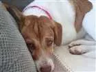 Cachorro raça Indefinida idade 7 a 11 meses nome Mel
