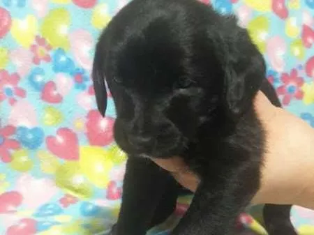 Cachorro ra a SDR idade Abaixo de 2 meses nome MENINO Nº2