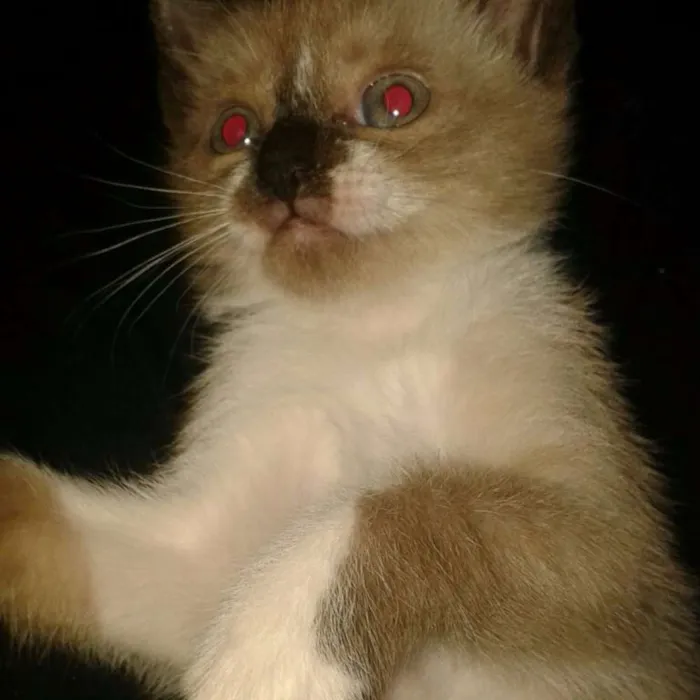 Gato ra a Siamês idade 2 a 6 meses nome Mel