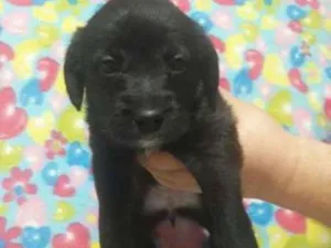 Cachorro raça SDR idade Abaixo de 2 meses nome MENINA Nº3