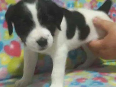 Cachorro ra a SDR idade Abaixo de 2 meses nome Menina1