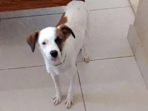 Cachorro raça Vira lata idade 2 a 6 meses nome Bento