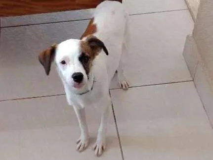 Cachorro ra a Vira lata idade 2 a 6 meses nome Bento