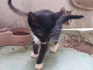 Gato raça vira lata  idade 2 a 6 meses nome varios