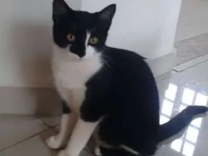Gato raça  idade 2 a 6 meses nome Orion