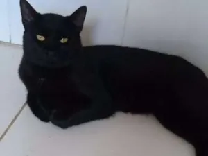 Gato raça  idade 2 anos nome Valente
