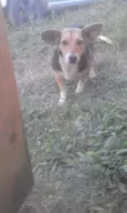 Pepita
