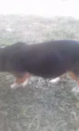 Pepita